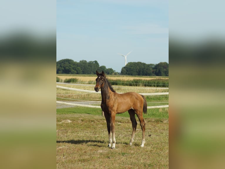 Hannoveraner Hengst Fohlen (05/2026) Schwarzbrauner in Dornum Nesse