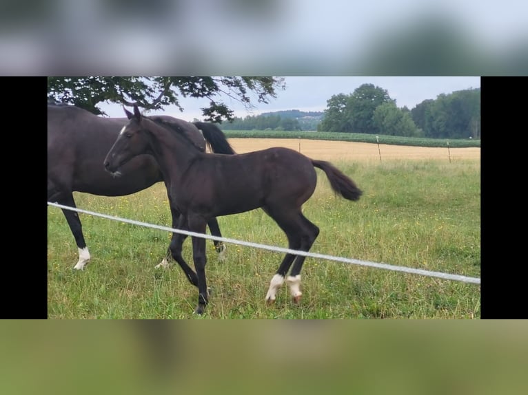 Hannoveraner Hengst Rappe in Stetten