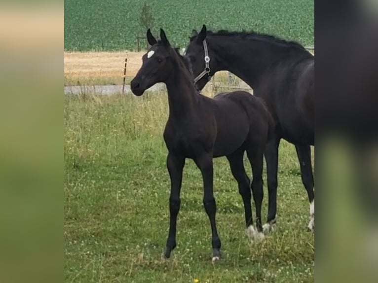 Hannoveraner Hengst Rappe in Stetten