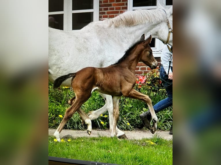 Hannoveraner Hengst Rappe in Stetten