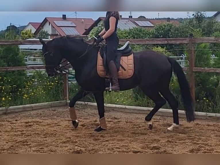 Hannoveraner Hengst Rappe in Stetten