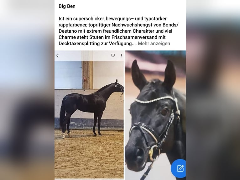 Hannoveraner Hengst Rappe in Stetten