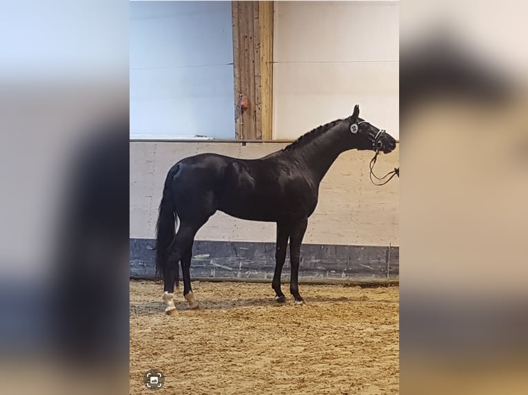 Hannoveraner Hengst Rappe in Stetten