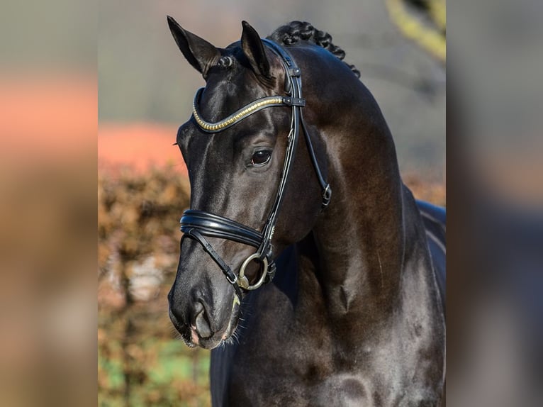 Hannoveraner Hengst Schwarzbrauner in Amersfoort