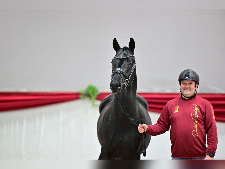 Hannoveraner Hengst Schwarzbrauner in Riedstadt