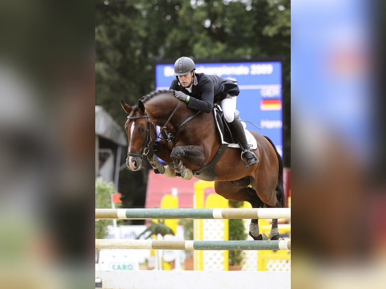Hannoveraner Hengst in Celle