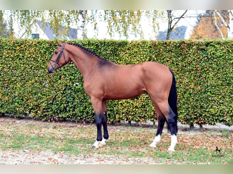 Hannoveraner Hengst in H&#xF6;rstel