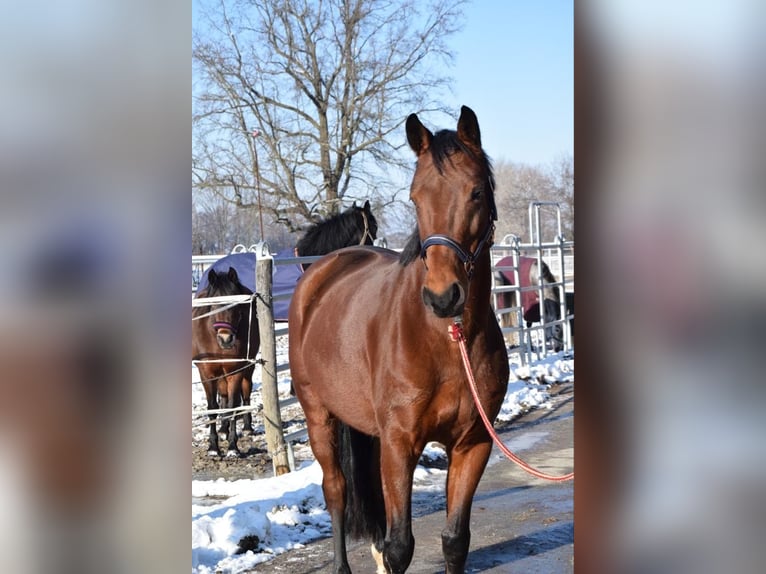 Hannoveraner Mix Stute 10 Jahre 155 cm Brauner in Brandis