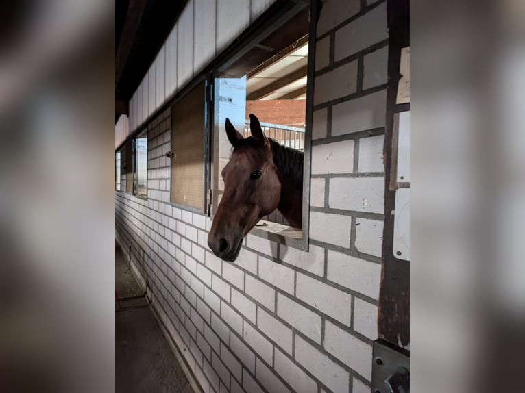 Hannoveraner Mix Stute 10 Jahre 155 cm Brauner in Brandis