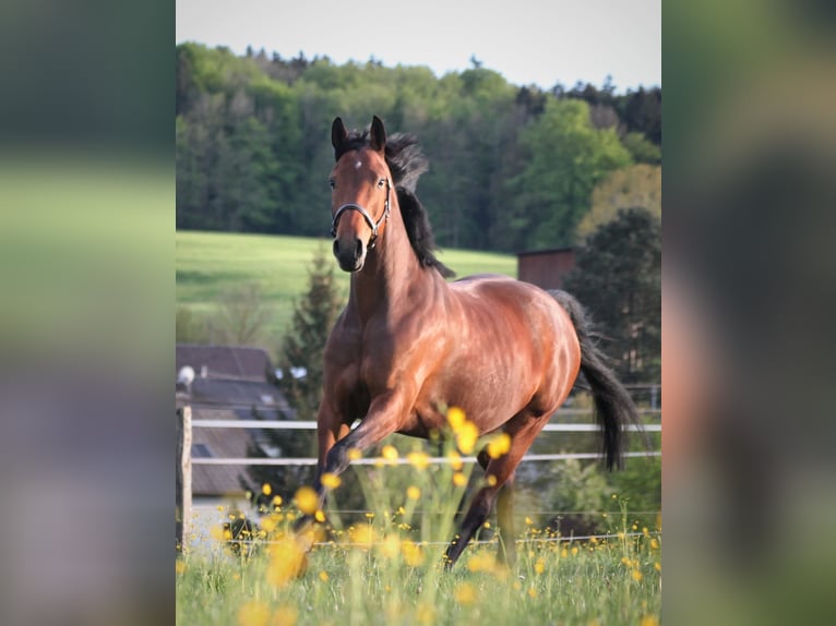 Hannoveraner Stute 10 Jahre 159 cm Brauner in Steyr