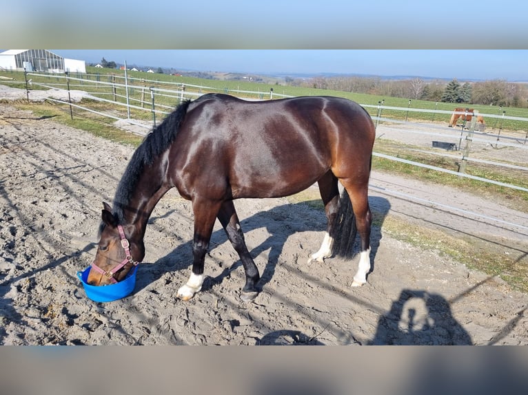 Hannoveraner Stute 10 Jahre 160 cm Dunkelbrauner in Erdmannhausen