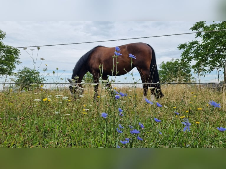 Hannoveraner Stute 10 Jahre 160 cm Dunkelbrauner in Erdmannhausen