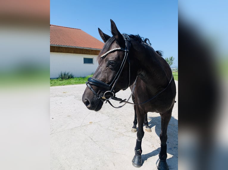 Hannoveraner Stute 10 Jahre 160 cm Schwarzbrauner in Ansbach