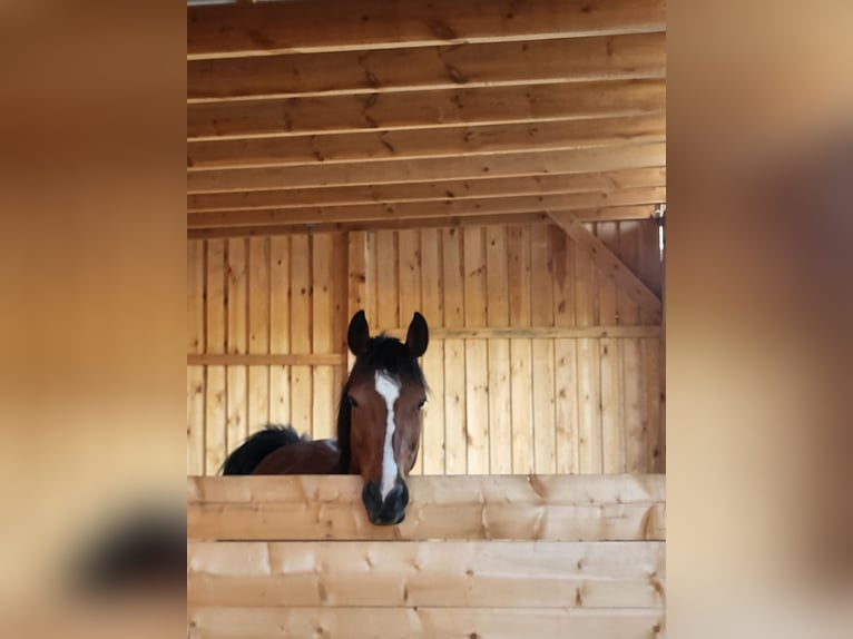 Hannoveraner Stute 10 Jahre 162 cm Brauner in Wietzen