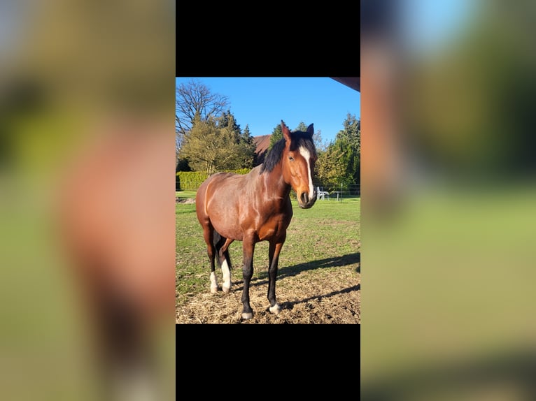 Hannoveraner Stute 10 Jahre 162 cm Brauner in Wietzen