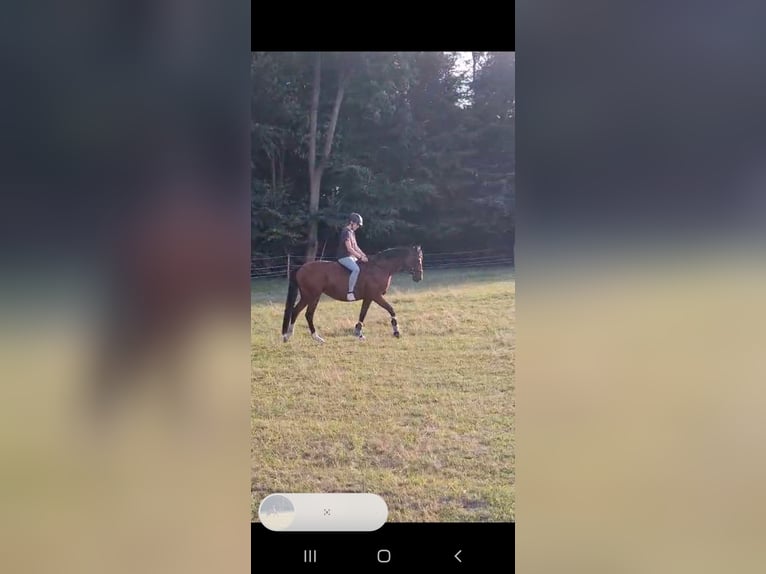 Hannoveraner Stute 10 Jahre 162 cm Brauner in Wietzen