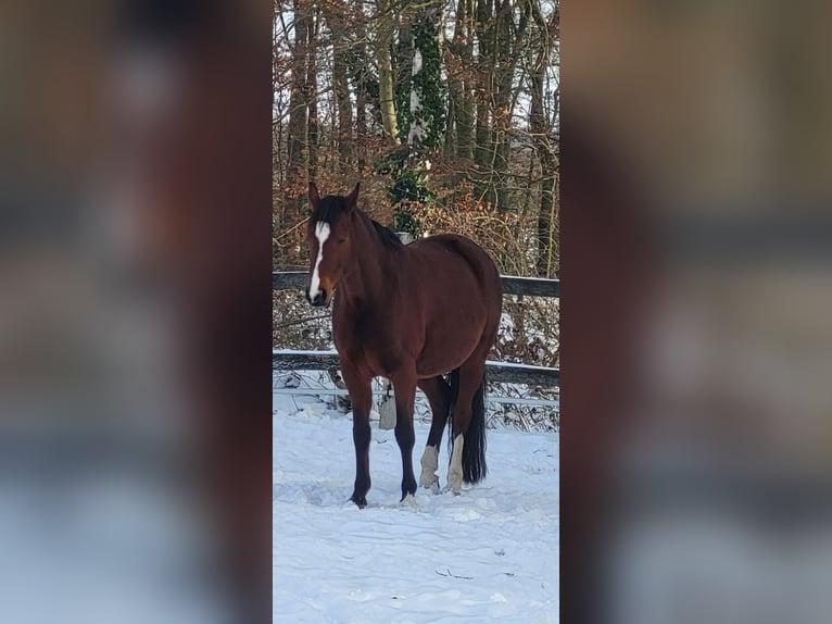 Hannoveraner Stute 10 Jahre 162 cm Brauner in Wietzen