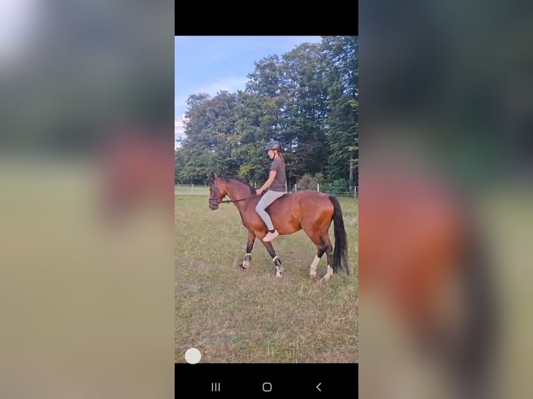 Hannoveraner Stute 10 Jahre 162 cm Brauner in Wietzen