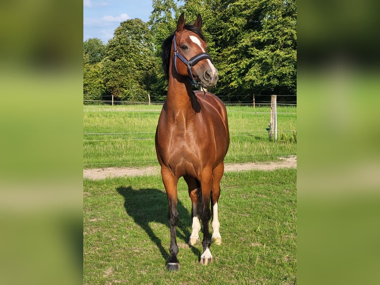 Hannoveraner Stute 10 Jahre 162 cm Brauner in Nienburg