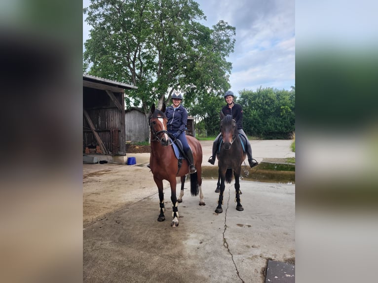 Hannoveraner Stute 10 Jahre 162 cm Brauner in Nienburg