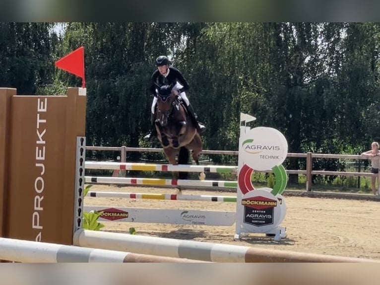 Hannoveraner Stute 10 Jahre 162 cm Brauner in Göttingen