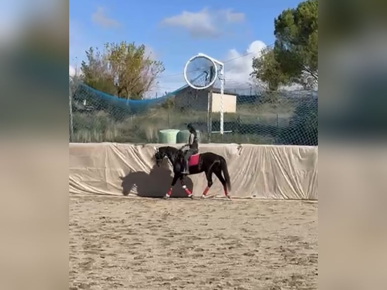 Hannoveraner Stute 10 Jahre 162 cm Rappe in Pedrinya (Ajuntament Crespia)