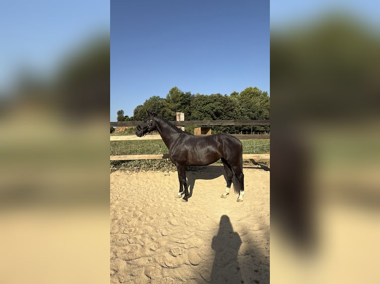 Hannoveraner Stute 10 Jahre 162 cm Rappe in Pedrinya (Ajuntament Crespia)