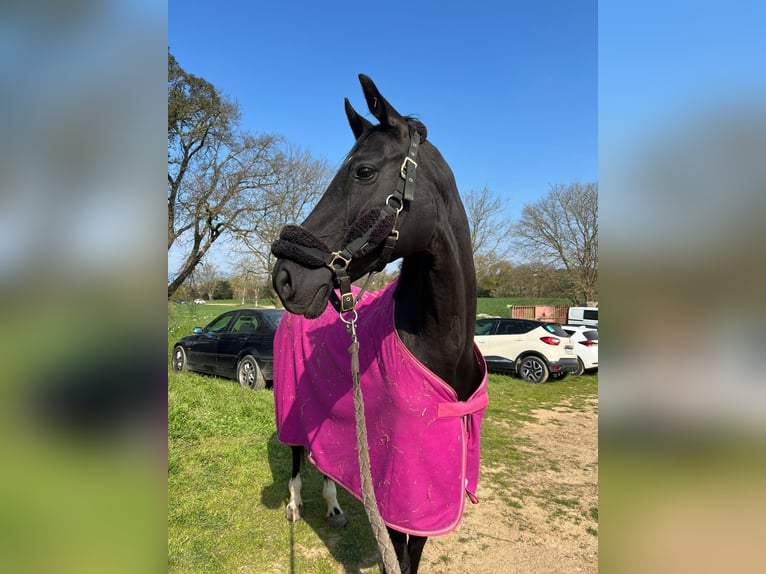 Hannoveraner Stute 10 Jahre 162 cm Rappe in Pedrinya (Ajuntament Crespia)