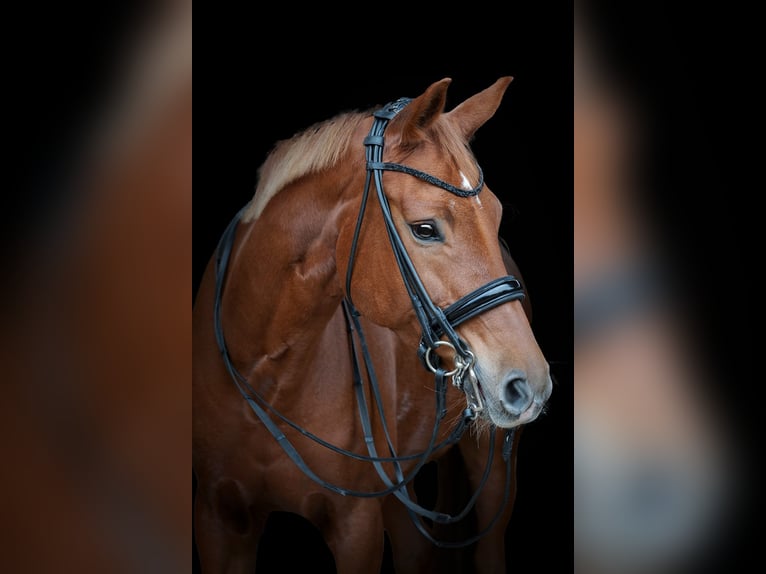 Hannoveraner Stute 10 Jahre 163 cm Fuchs in Beselich-Obertiefenbach