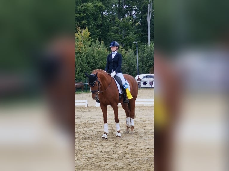 Hannoveraner Stute 10 Jahre 163 cm Fuchs in Beselich-Obertiefenbach