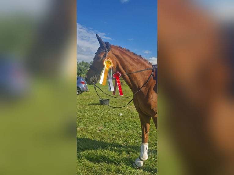 Hannoveraner Stute 10 Jahre 163 cm Fuchs in Beselich-Obertiefenbach
