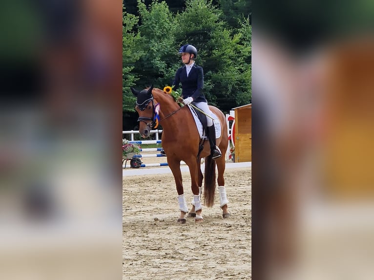Hannoveraner Stute 10 Jahre 163 cm Fuchs in Beselich-Obertiefenbach