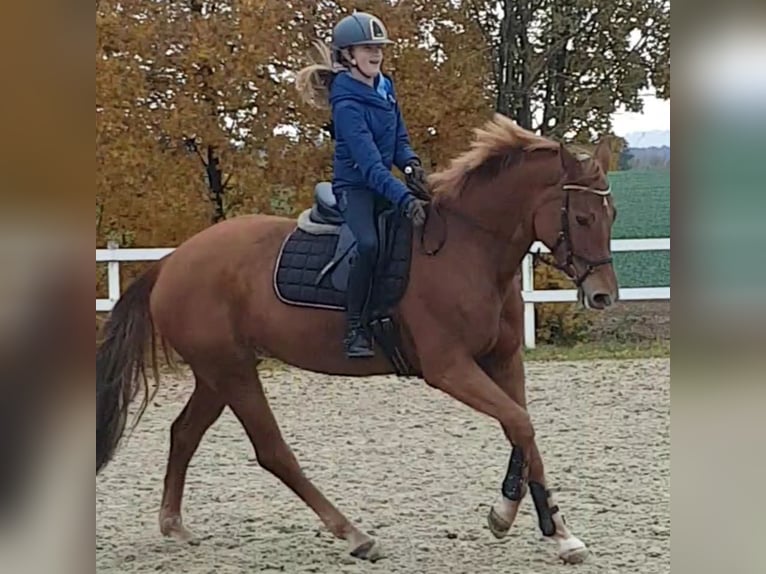 Hannoveraner Stute 10 Jahre 163 cm Fuchs in Hünfelden