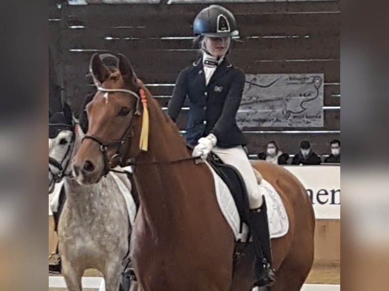 Hannoveraner Stute 10 Jahre 163 cm Fuchs in Hünfelden