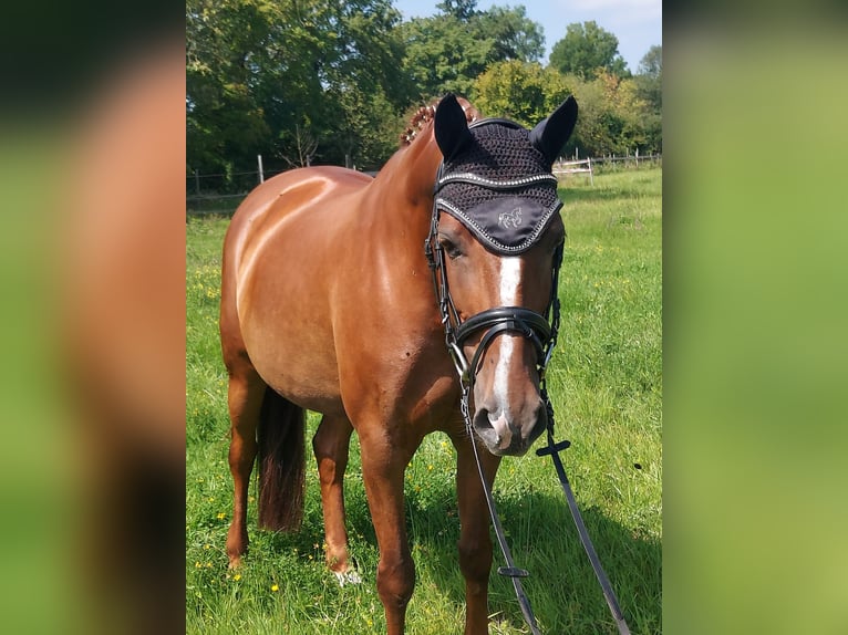 Hannoveraner Stute 10 Jahre 163 cm Fuchs in Teningen