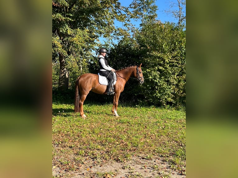 Hannoveraner Stute 10 Jahre 163 cm Fuchs in Teningen