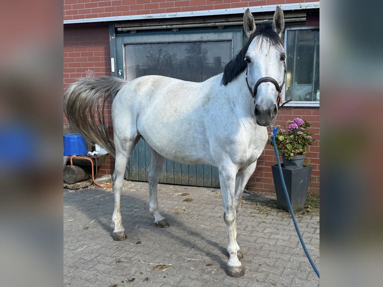 Hannoveraner Stute 10 Jahre 163 cm Schimmel in Neustadt bei Coburg