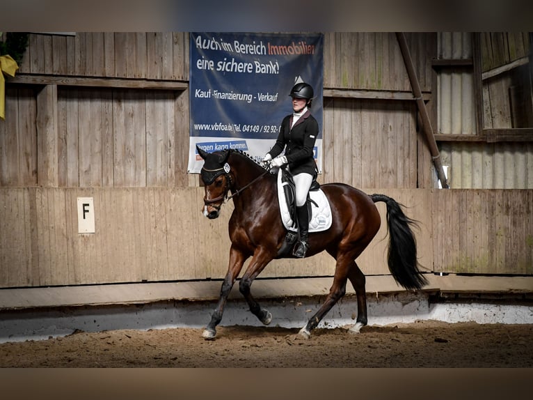 Hannoveraner Stute 10 Jahre 164 cm Brauner in Karwitz