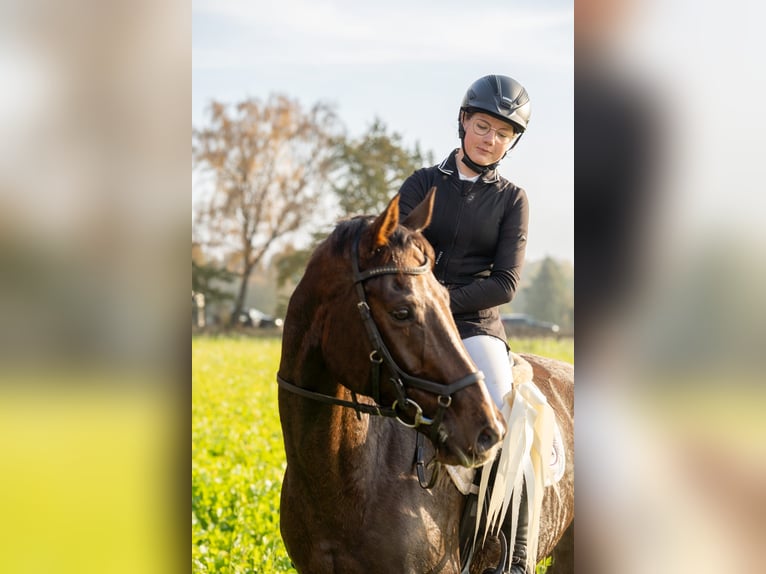 Hannoveraner Stute 10 Jahre 164 cm Dunkelfuchs in Zernien