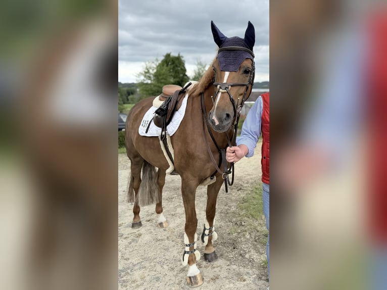 Hannoveraner Stute 10 Jahre 164 cm Fuchs in Wachtberg