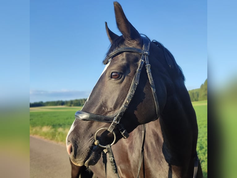 Hannoveraner Stute 10 Jahre 164 cm Rappe in Hohenstein &#xD6;denwaldstetten