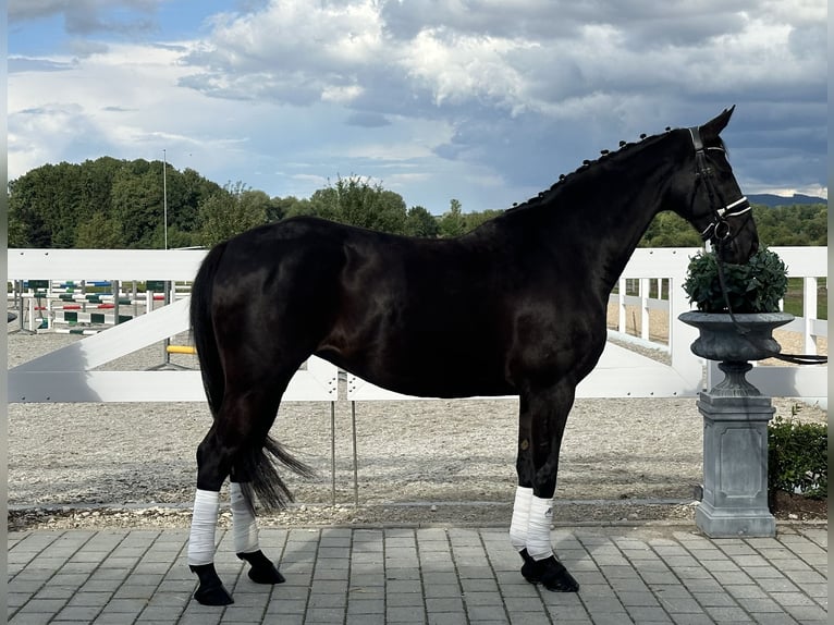 Hannoveraner Stute 10 Jahre 164 cm Rappe in Riedlingen