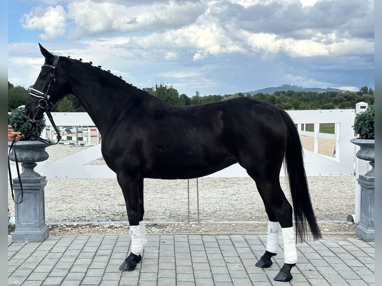 Hannoveraner Stute 10 Jahre 164 cm Rappe in Riedlingen
