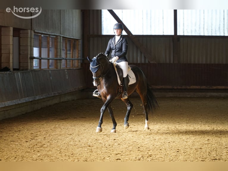 Hannoveraner Stute 10 Jahre 164 cm Schwarzbrauner in Lebach