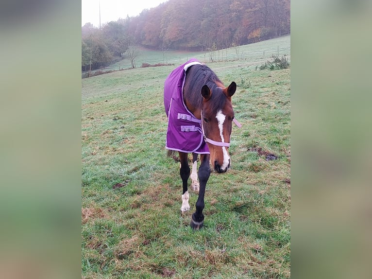 Hannoveraner Stute 10 Jahre 165 cm Brauner in Herford