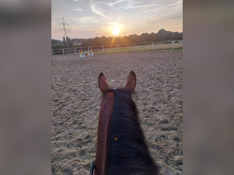 Hannoveraner Stute 10 Jahre 165 cm Brauner in Herford