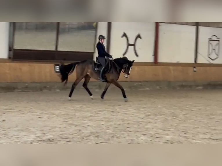 Hannoveraner Stute 10 Jahre 165 cm Brauner in Stuhr