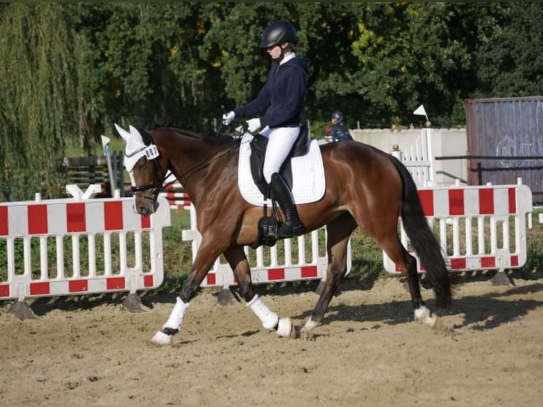 Hannoveraner Stute 10 Jahre 165 cm Brauner in Stuhr