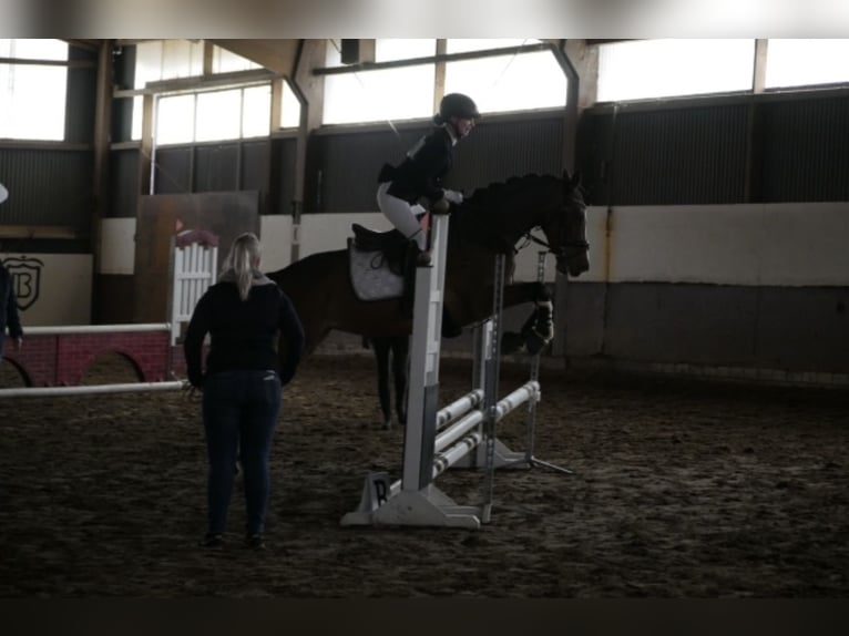 Hannoveraner Stute 10 Jahre 165 cm Brauner in Stuhr