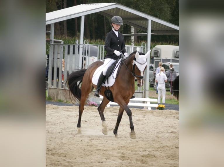 Hannoveraner Stute 10 Jahre 165 cm Brauner in Stuhr